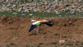 Sadakatin simgesi angut kuşu Başkalede görüldü