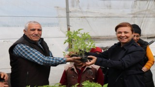 Safranboluda halka maniye fideleri dağıtılıyor