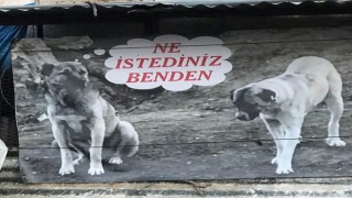 Sahiplendiği köpeği zehirlenen adamdan sitem dolu afiş