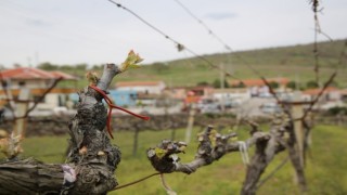 Salkım güvesiyle mücadeleye büyükşehirden destek