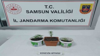 Samsunda kenevir baskını: 1 gözaltı