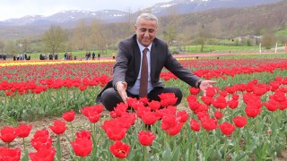 Samsun'un kartpostallık lale bahçeleri gelir kapısı olacak