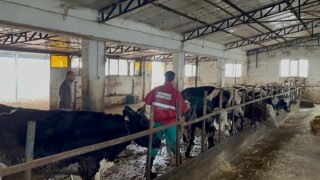 Sandıklıda büyükbaş hayvanlara aşılama çalışması sürüyor