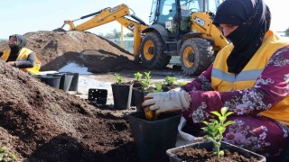 Şanlıurfada 5 milyondan fazla çiçek üretiliyor