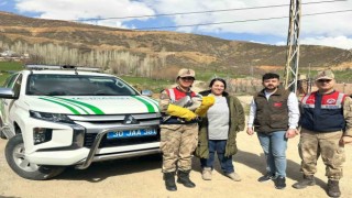 Şemdinlide gri balıkçıl türü kuş bulundu