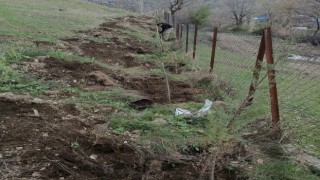Şenoba beldesinde mezarlıkların çevresine çam fidanları dikildi