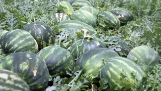 Seralarda yetişen erkenci karpuz, raflarda yerini almaya başladı