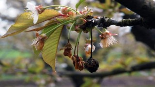 Sert çekirdekli meyve ağaçlarında ‘çiçek monilyası ilaçlama zamanı