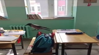 Sınıfa giren karga yemek aradı