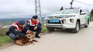 Sinop'ta sokak köpeklerine reflektörlü tasma