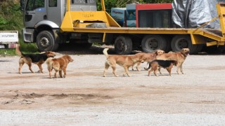 Sinopta vatandaşlara saldıran sokak köpekleri toplandı