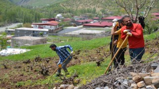 Şırnakta köylülerin imece usulü bağ bozma mesaisi başladı
