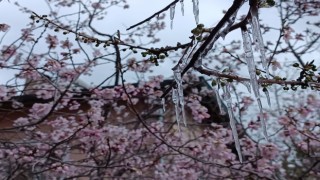 Sivasta hayrete düşüren manzara: Çiçek açan ağaçlarda buz sarkıtları oluştu