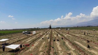 Soğan tarlada 9-10 lira seviyesine düştü