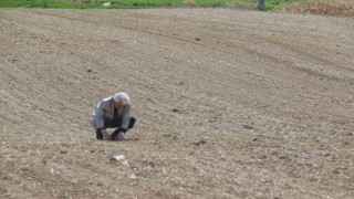 Soğanın başkentinden tüketiciye müjde