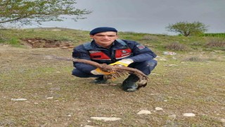 Su kuyusuna düşen şahin jandarma tarafından kurtarıldı