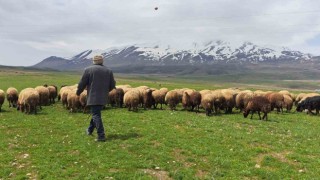 Sürülerin Süphan Dağına yolculuğu başladı