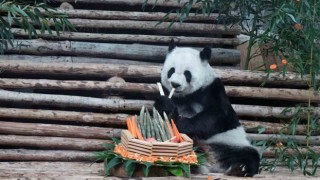 Taylandda dev panda Lin Hui 21 yaşında hayatını kaybetti