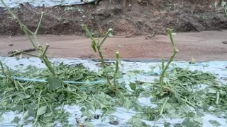 Taylandda şiddetli fırtına ve dolu: 1 ölü