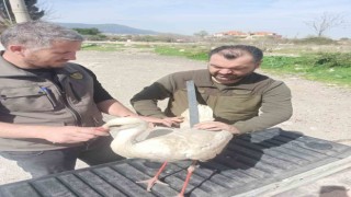Tedavisi tamamlanan leylek özgürlüğe uçtu