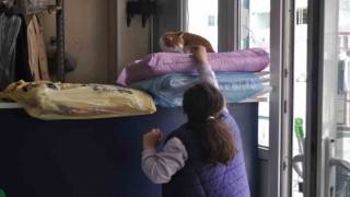 Terzi dükkânındaki kediler müşterilerin ilgi odağı oluyor
