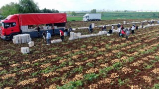 Turfanda patates hasadı başladı, bu yıl verim yüksek
