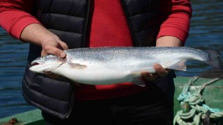 Türk somonu, Rusya, Japonya ve AB ülkelerine ihraç ediliyor: Ordu ekonomisine yıllık katkısı 550 milyon TL