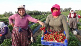 Türkiyenin çilek deposundan ihracat başladı