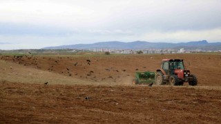 Türkiyenin hububat şehrinde ekimler başladı, dikkati ise kargalar çekti