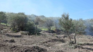 Uzun süredir bakımsız olan zeytin ağaçları budanıyor