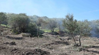 Uzun süredir bakımsız olan zeytin ağaçları budanıyor