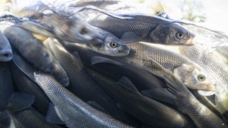 Van Gölünde inci kefali için av yasağı başlıyor