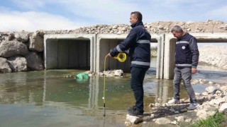 Van Gölündeki inci kefallerinin göçü geç başlayacak