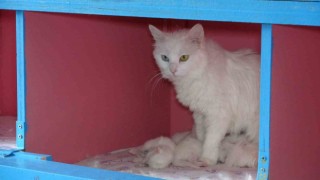 Van Kedi Villasında 20 kedi doğum yaptı