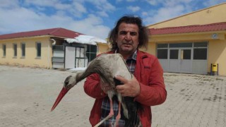 Vanda yaralı leylek tedavi altına alındı