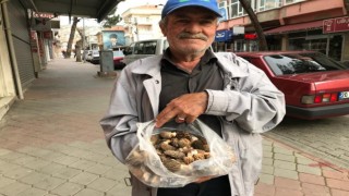Yağışla birlikte çoğalan kuzugöbekleri yüz güldürüyor