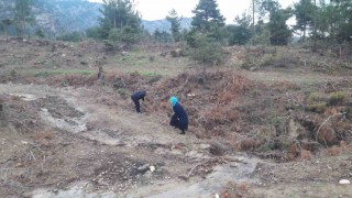 Yağmur yağdı vatandaşlar mantar avına çıktı
