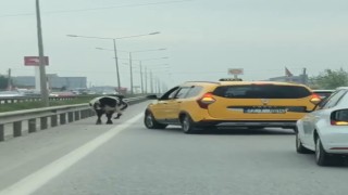 Yalova - Bursa kara yoluna çıkan inek trafiği aksattı