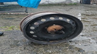 Yavru köpek başını janta sıkıştırdı