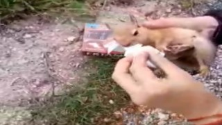 Yolda yaralı bulduğu sincaba vatandaştan şefkat eli