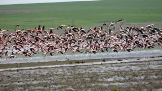 Yozgata misafir kuşların göç yolculuğu başladı