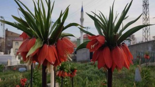 Yüksekovada bir aylık ömürleri olan ters laleler çiçek açtı