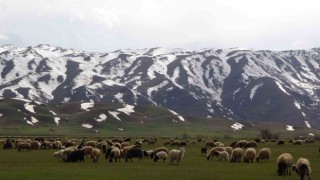 Yüksekovada koyunlar meraya çıkmaya başladı