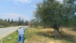 Zeytin'de halkalı leke hastalığı ile mücadele başladı