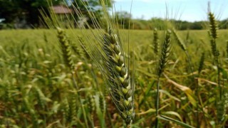 13 bin yıllık ata tohumu ile buğday üretimine destek
