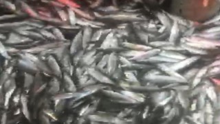 1,5 ton balık yakaladılar, yüzleri güldü
