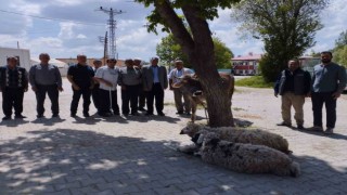 Afetlerin son bulması ve bereket için kurban kestiler