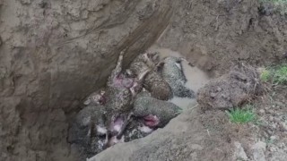 Ağıla giren kurt 10 koyunu telef etti