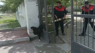 Ağrıda demir kapıya sıkışan köpeği itfaiye kurtardı