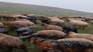 Ahlatta mayısta kar sürprizi
